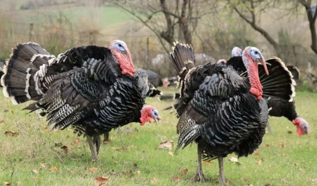 Hindi fiyatını gören kaçıyor! Kilosu 500 liradan satılıyor