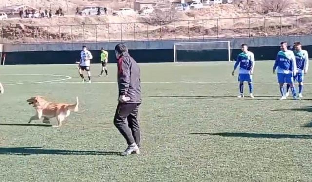 Sahaya giren köpek maçı durdurdu