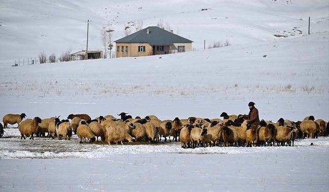 Van'da besicilerin zorlu kış mesaisi