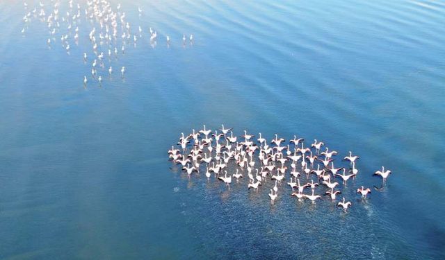 Flamingolar artık Van Gölü havzasında kalıyor