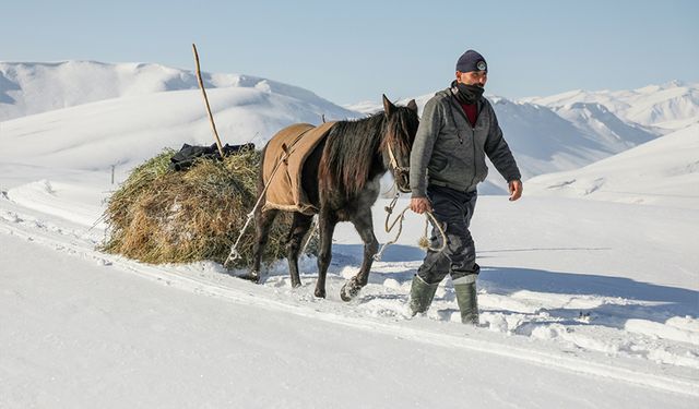 Van'da karla kaplı köylerdeki besiciler zor şartlarda hayvanlarını besliyor