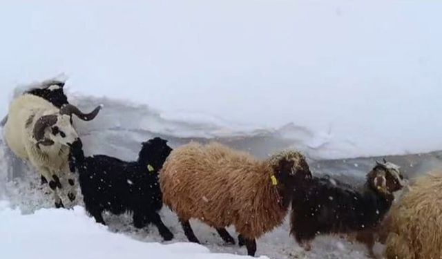 Van'da hayvanlar için kar tünelleri açıldı
