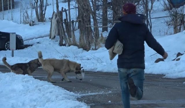 Köpeklerin saldırdığı kedi için canını ortaya koydu