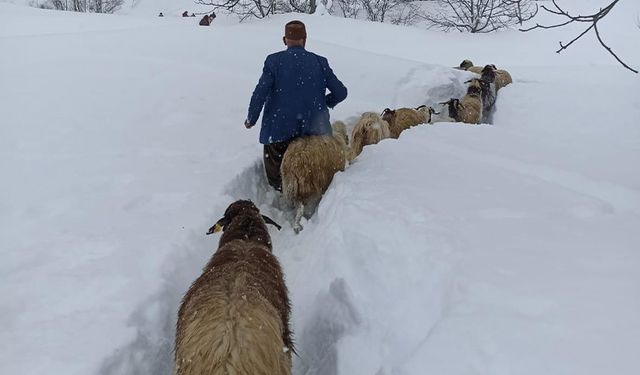 Küçükbaş sürüsünün karda zorlu yolculuğu