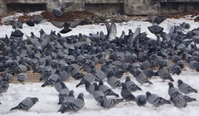 Yem kapmak için birbiriyle yarışan güvercinler görsel şölen oluşturdu