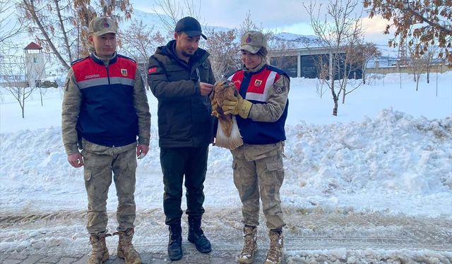 Van'da yaralı bulunan kızıl şahin koruma altına alındı