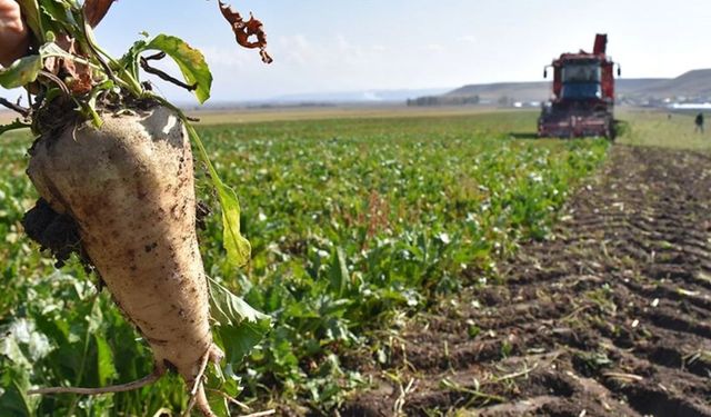 Tarım ürünleri üretici fiyatları yıllık yüzde 52,6 arttı