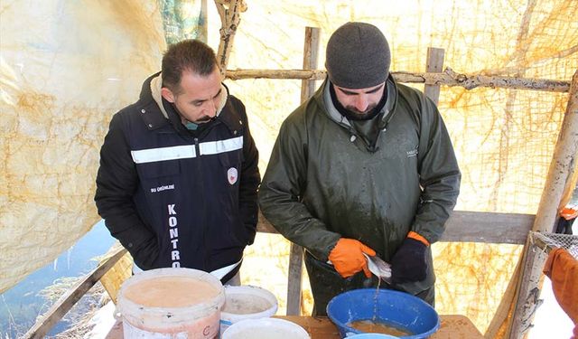 Van'da alabalık sağımı yapıldı