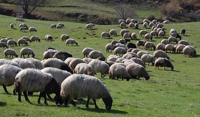 Hayvancılıkta 5 yıllık yol haritası yarın açıklanacak