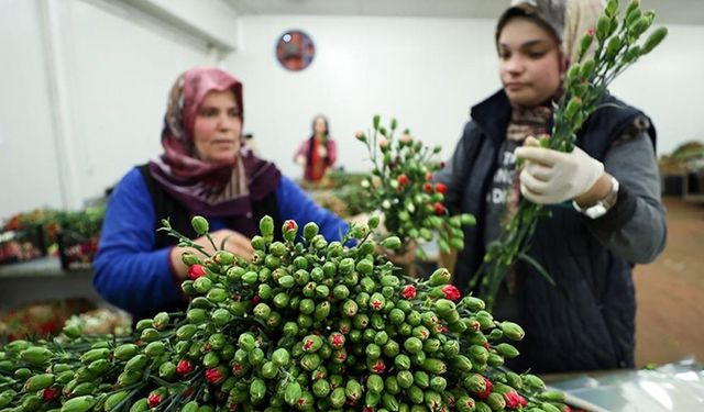 Dünyadaki sevgililere 70 milyon dal Türk çiçeği