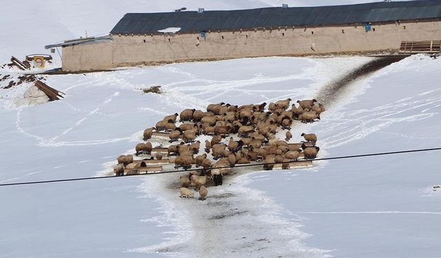 Dünyada sadece Van'da yetiştiriliyor! Norduz koyununun neslini o köy kurtardı