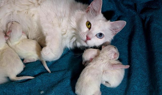 2024'ün ilk yavru Van Kedileri dünyaya geldi