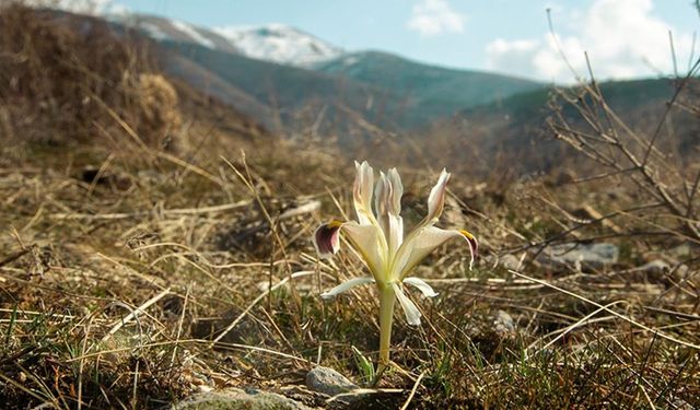 Beydağı'nın eteklerinde nevruz çiçekleri açtı