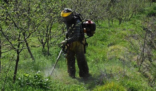 Fındıkta modern bahçeler ürün kalitesini ve üreticinin kazancını artıracak