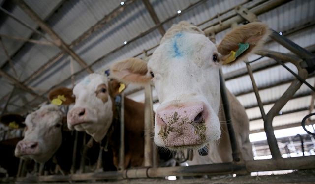 Toplanan inek sütü miktarı ocakta yıllık bazda yüzde 4,7 artarak 915,5 bin ton oldu