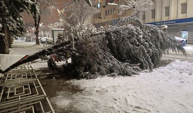 Van'da aşırı kar yağışına dayanamayan ağaç yola devrildi