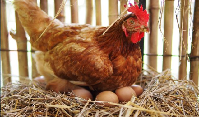 Van’da yumurta tavuğu sayısı arttı! İşte Van’da kümes hayvanları sayısı