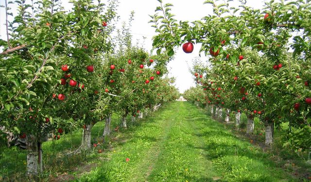 Van’da hangi meyve türleri yetişiyor? Üzüm, Elma ve Kayısı…