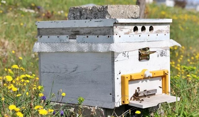 Sürdürülebilir tarımda bal arıları önemli rol oynuyor