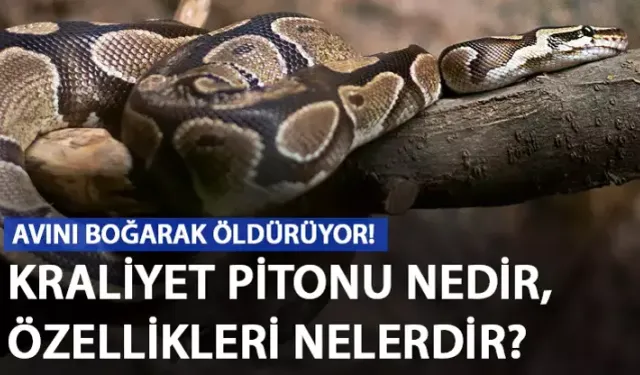 Kraliyet pitonu zehirli mi? Kraliyet pitonu nedir, özellikleri nelerdir?