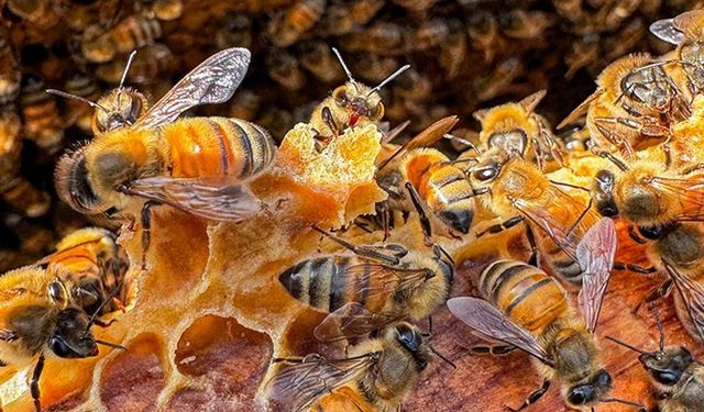 Arıcılık yapan kadın girişimci ürünleriyle hazırladığı içecekleri kafesinde servis ediyor