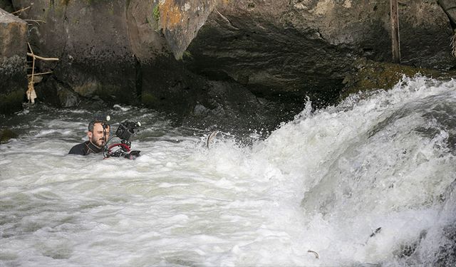 İnci kefallerinin tatlı sulara göçü devam ediyor