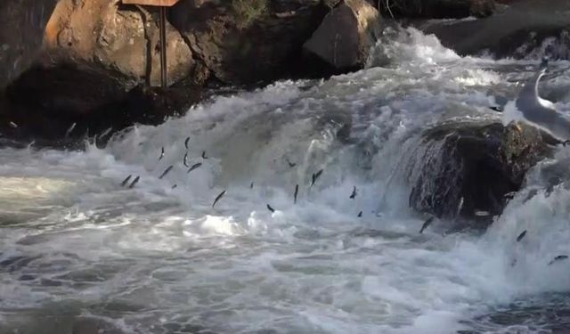 İnci kefalinin zorlu göçü başladı