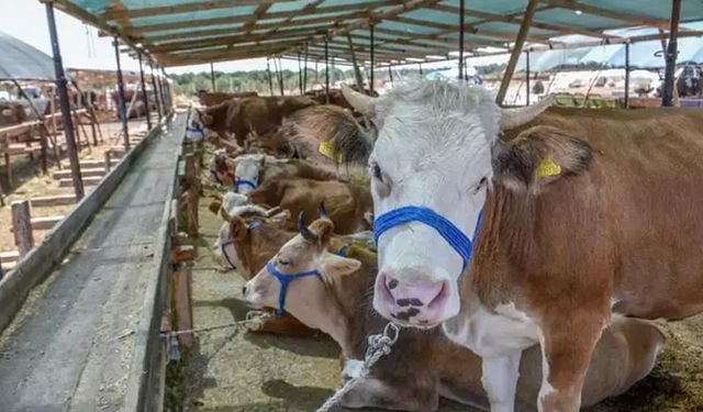 'Kurbanlık yok diyen spekülatörlere inanmayın'