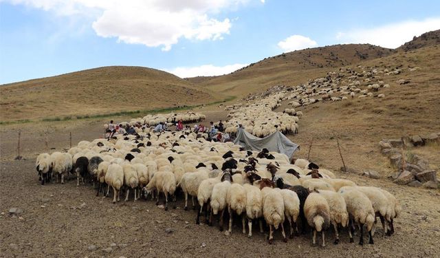 Van'da 1800 besiciye 178 bin koyun verildi