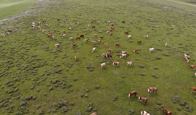 Uzmanlardan kurban seçimi uyarısı