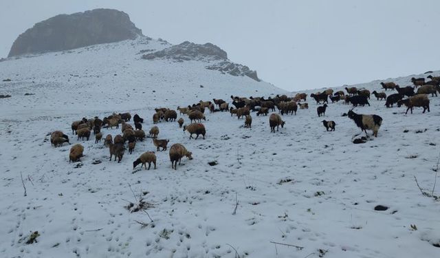 Van'da koyun sürüleri ağıllara geri dönmek zorunda kaldı