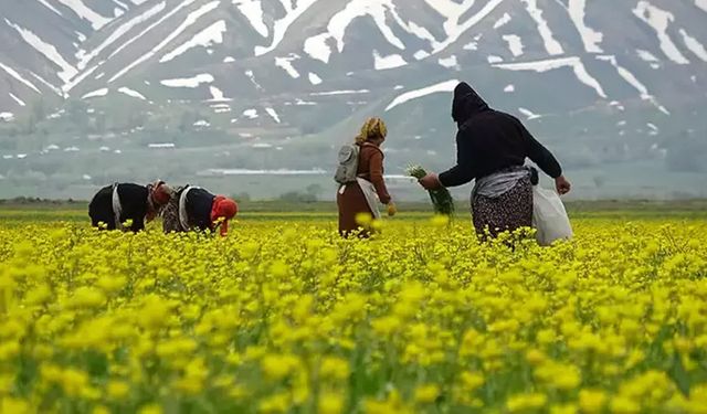 Yüksekovalı kadınların baharda 'ot' mesaisi