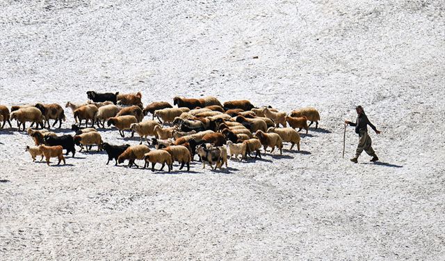 Çobanlar, karlı arazileri aşarak küçükbaş hayvanları sağıma götürüyor