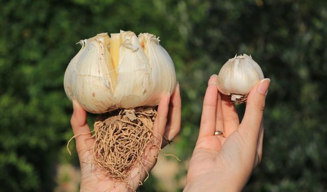 Bu sarımsağı gören bir daha bakıyor