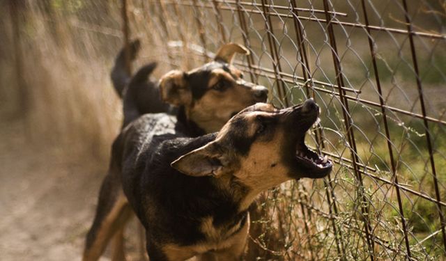 DSÖ: Kuduz vakalarının yüzde 99'u sahipsiz köpek kaynaklı