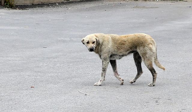 Diyarbakır'da sahipsiz köpeklerin saldırdığı 60 yaşındaki kadın yaralandı