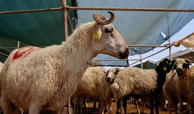 Türk Kızılay, kurban vekaleti bedellerini açıkladı