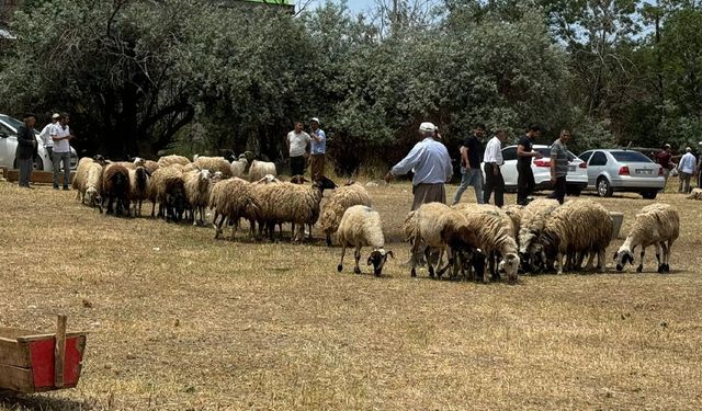 Van'da kurban fiyatları düşmeye başladı