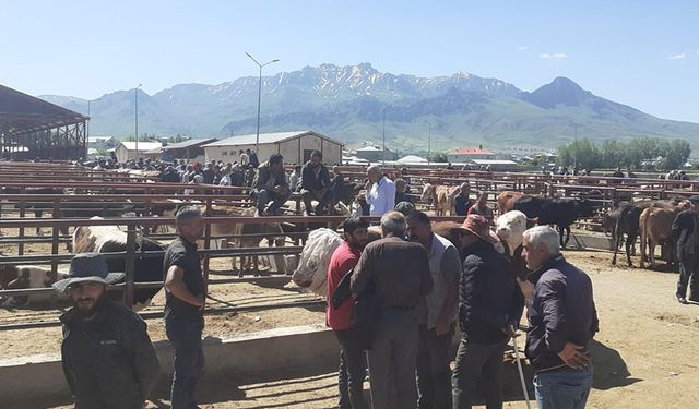 Wanhaber hayvan pazarının nabzını tuttu: Van’da kurbanlık satışlarında durgunluk hakim