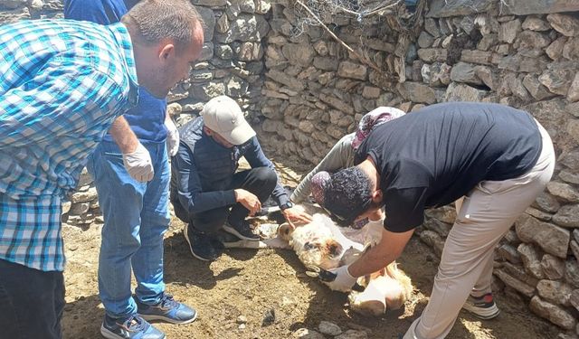 Van’da hayvanların sağlık kontrolleri gerçekleştirildi