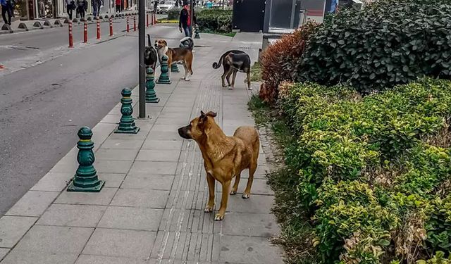 Cezası 10 kat artıyor! Sokak hayvanlarıyla ilgili düzenlemede yeni detaylar