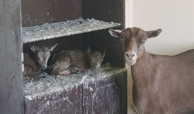 Yavru yaban keçileri süt anneye emanet