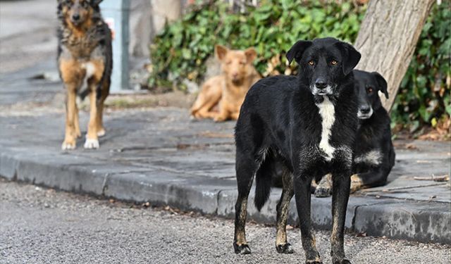 Sokak köpeklerine yönelik düzenlemede 'ötanazi' terimi yasa teklifinden çıkarıldı