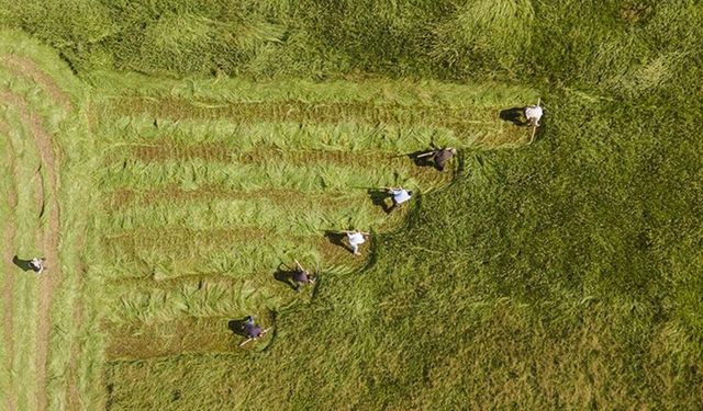 Çiftçilere 87,5 milyon liralık tarımsal destekleme ödemesi yapılacak