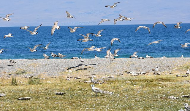 Van'da martı ölümleri azaldı