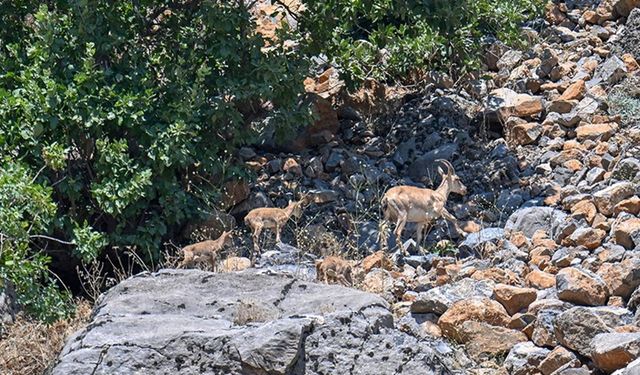 Hakkari'de yaban keçisi sayısı artıyor