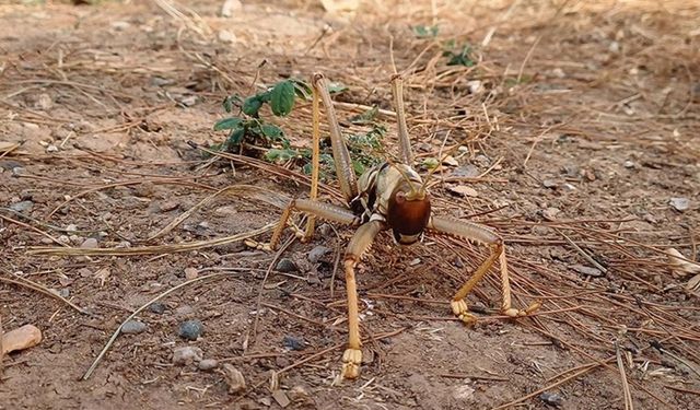 Batman'da etçil çekirge görüldü