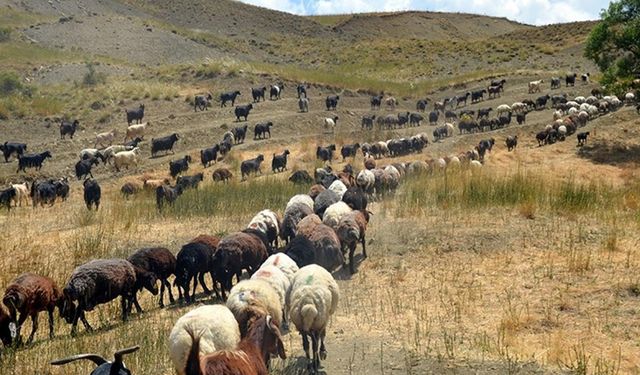 Göçerlerin yayla mesaisi sürüyor