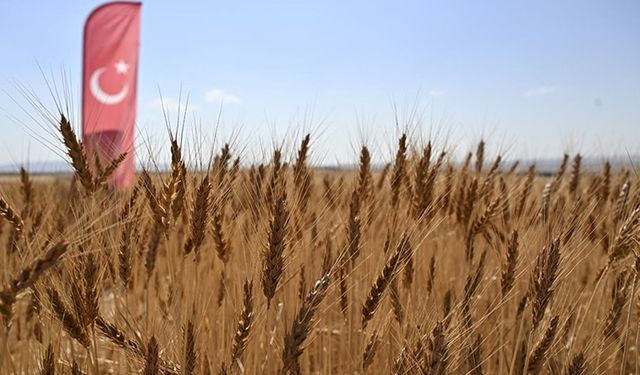 Bakan Yumaklı, yerli ve milli buğday çeşitlerinin hasadına katıldı