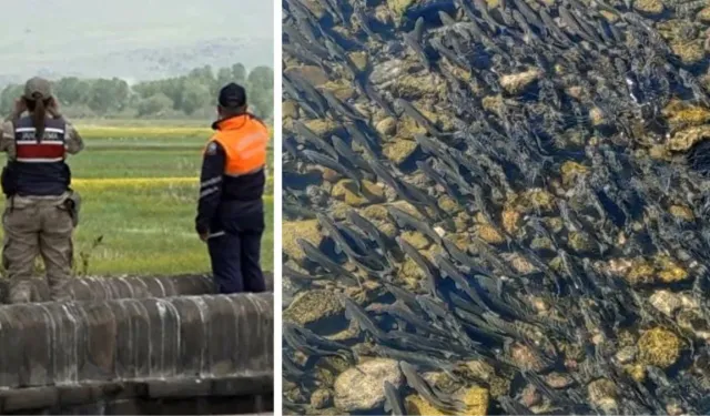 Jandarmadan Büyük "Kefal" Operasyonu! Van'da 58 Ton Ölü İnci Kefali Ele Geçirildi ve Rekor Ceza Kesildi